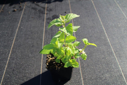  Bergamotplant (Monarda 'Gardenview Scarlet')