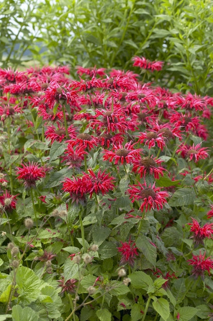  Bergamotplant (Monarda 'Gardenview Scarlet')