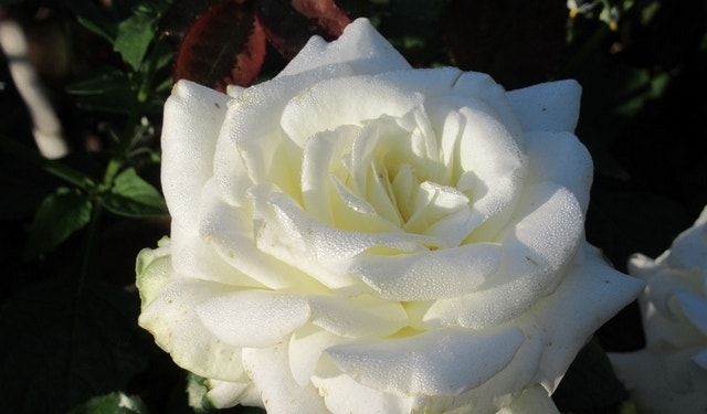  Klimroos (Rosa 'Uetersen Klosterrose')