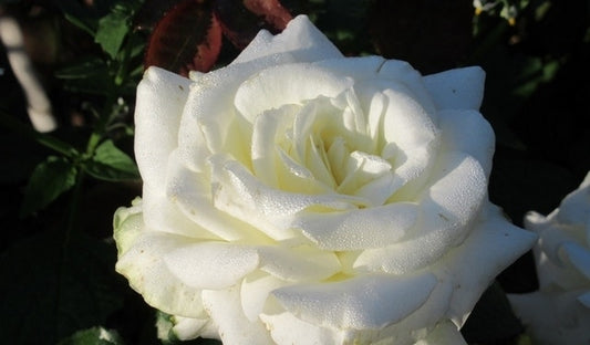  Klimroos (Rosa 'Uetersen Klosterrose')