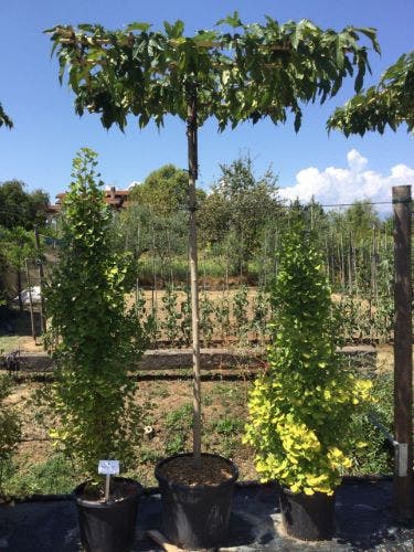  Dakmoerbei (Morus Alba 'Fruitless' )
