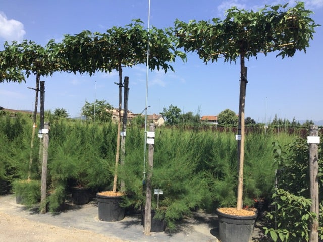  Dakmoerbei (Morus Alba 'Fruitless' )