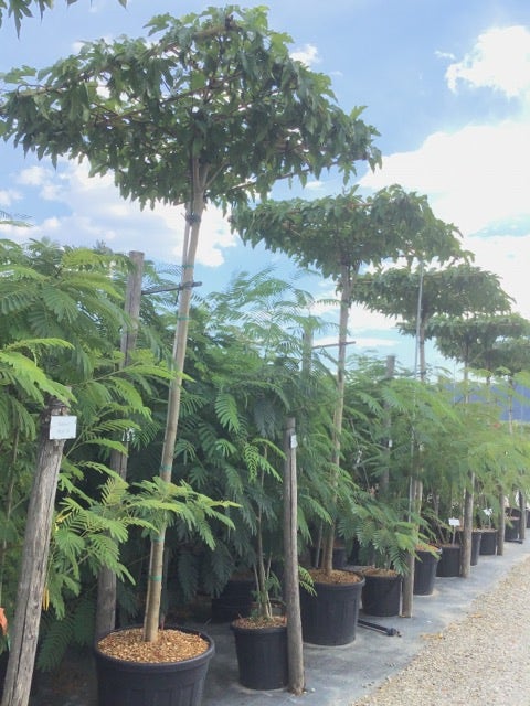  Dakmoerbei (Morus Alba 'Fruitless' )