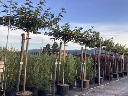  Dakmoerbei (Morus Alba 'Fruitless' )