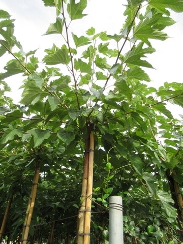  Zwarte Moerbei Als Boom (Morus Nigra)