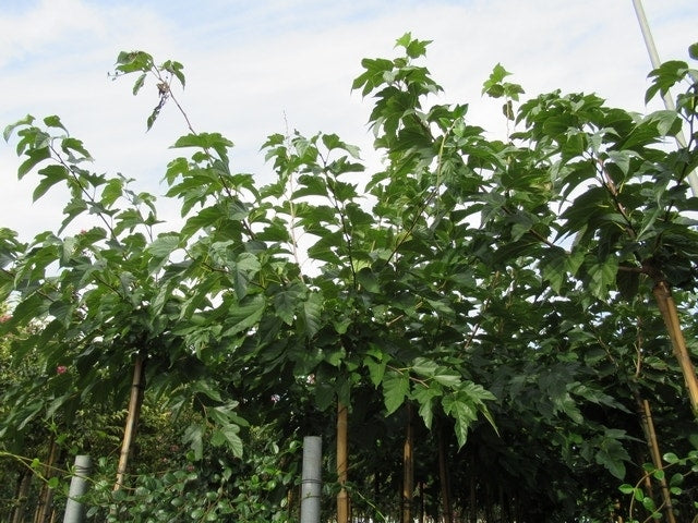  Zwarte Moerbei Als Boom (Morus Nigra)