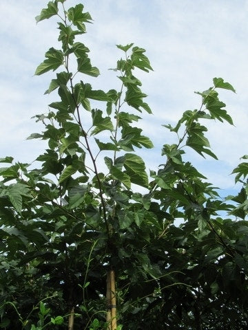  Zwarte Moerbei Als Boom (Morus Nigra)