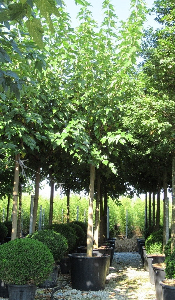  Zwarte Moerbei Als Boom (Morus Nigra)