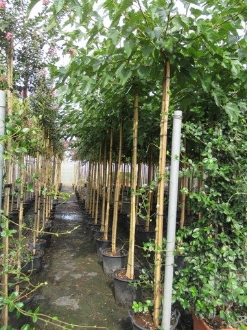  Zwarte Moerbei Als Boom (Morus Nigra)