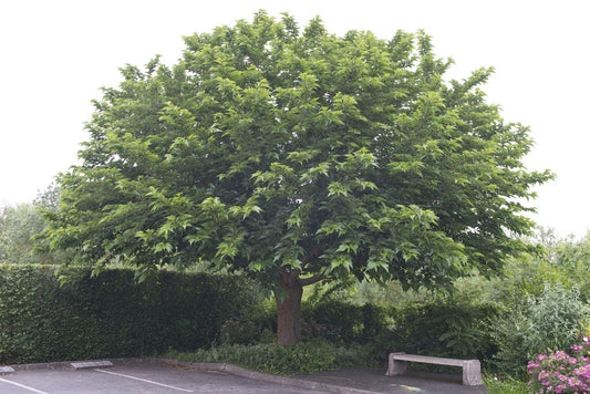  Witte Moerbei (Morus Alba)