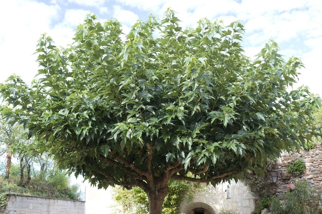  Dakmoerbei (Morus Alba 'Macrophylla')