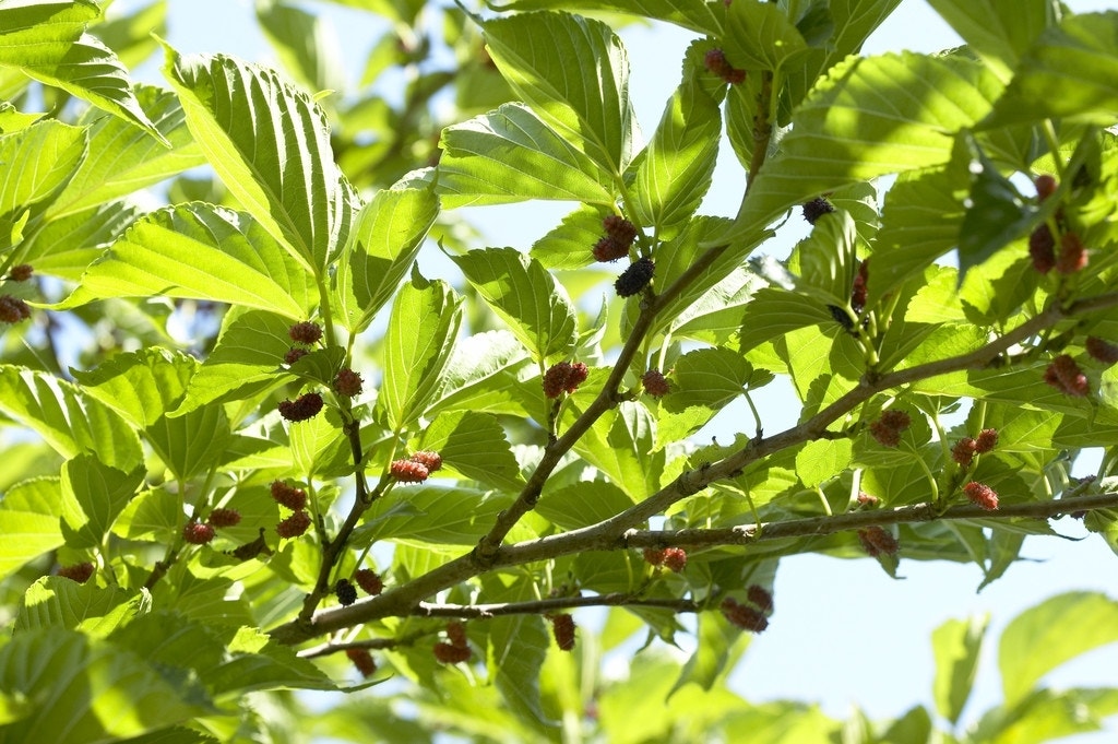  Dakmoerbei (Morus Alba 'Macrophylla')