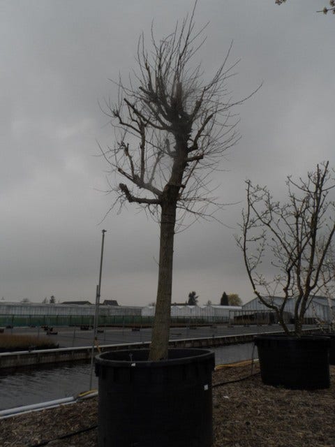  Witte Moerbei (Morus Alba)