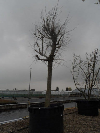  Witte Moerbei (Morus Alba)