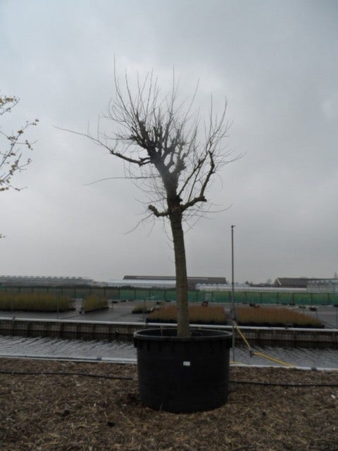  Witte Moerbei (Morus Alba)