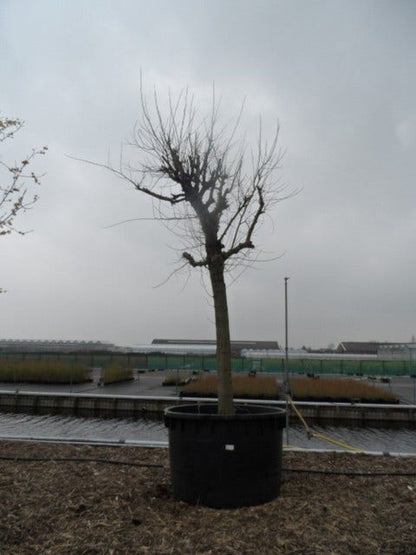  Witte Moerbei (Morus Alba)