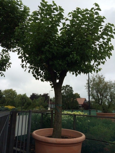  Witte Moerbei (Morus Alba)