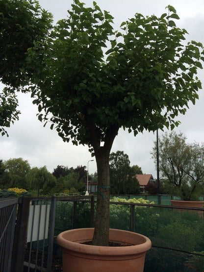  Witte Moerbei (Morus Alba)