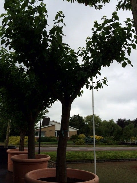  Witte Moerbei (Morus Alba)