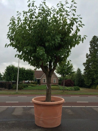  Witte Moerbei (Morus Alba)