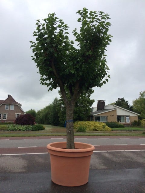  Witte Moerbei (Morus Alba)