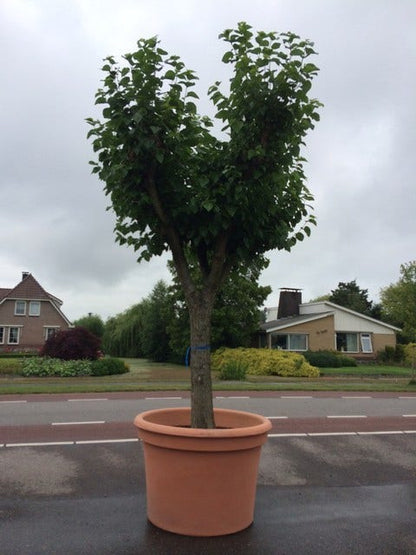  Witte Moerbei (Morus Alba)