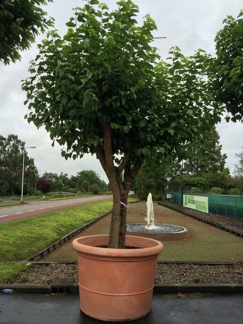  Witte Moerbei (Morus Alba)