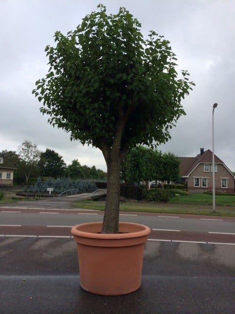  Witte Moerbei (Morus Alba)