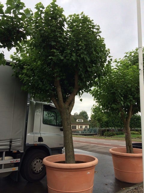  Witte Moerbei (Morus Alba)