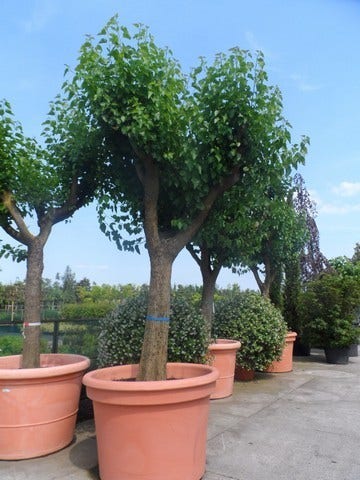  Witte Moerbei (Morus Alba)