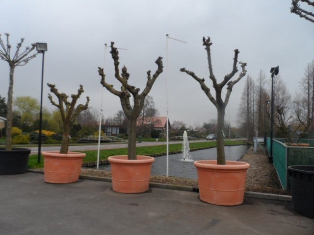  Witte Moerbei (Morus Alba)