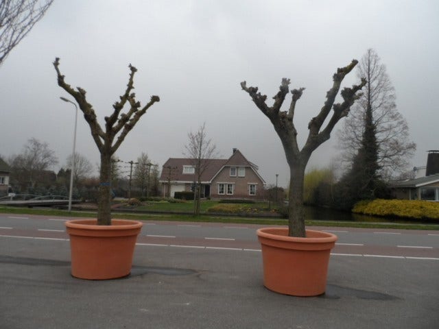  Witte Moerbei (Morus Alba)