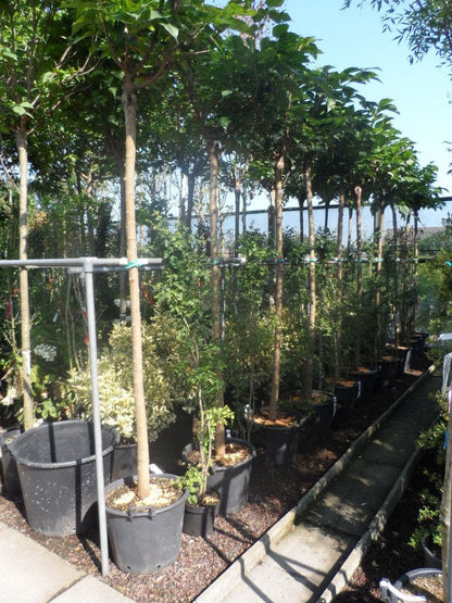  Dakmoerbei (Morus Alba 'Macrophylla')