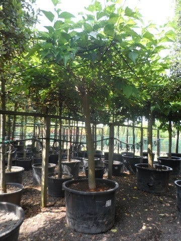  Dakmoerbei (Morus Alba 'Macrophylla')