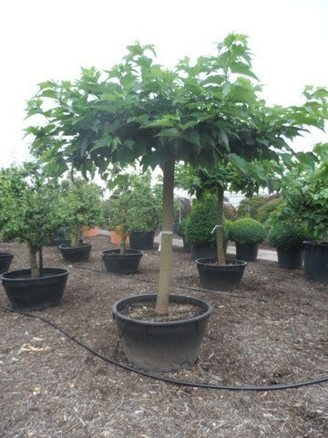  Dakmoerbei (Morus Alba 'Macrophylla')