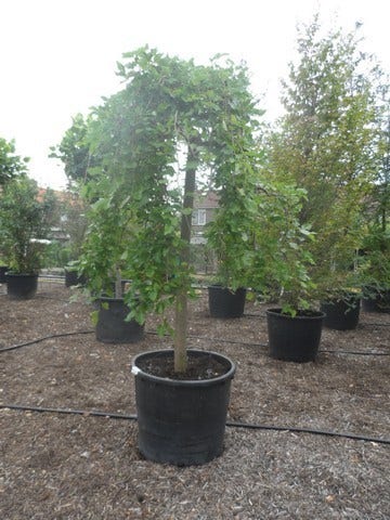  Moerbei Als Treurboom (Morus Alba 'Pendula')