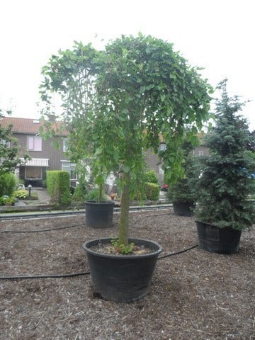  Moerbei Als Treurboom (Morus Alba 'Pendula')