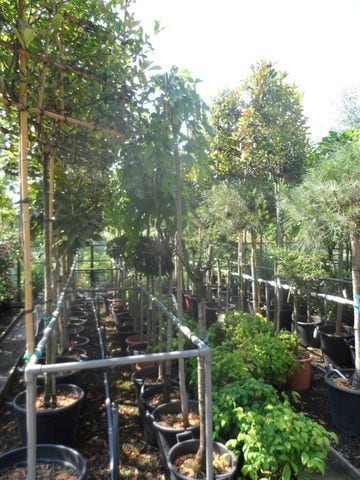  Moerbei Als Treurboom (Morus Alba 'Pendula')