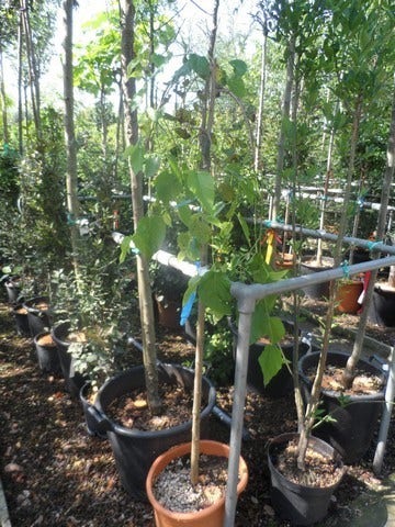  Moerbei Als Treurboom (Morus Alba 'Pendula')