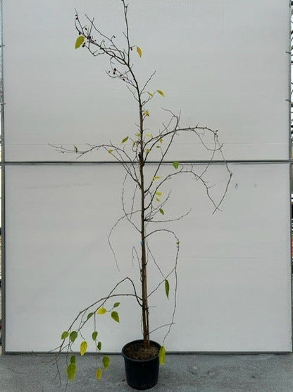  Dwergmoerbei Als Boom (Morus Rotundiloba 'Mojo Berry')