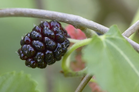  Zwarte Moerbei Als Boom (Morus Nigra)