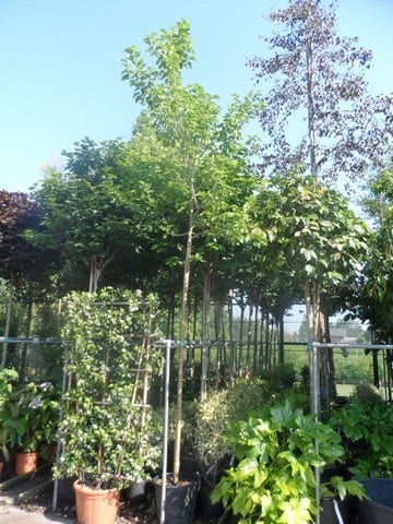  Zwarte Moerbei Als Boom (Morus Nigra)