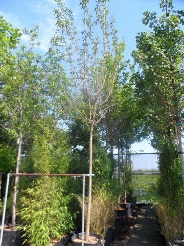  Zwarte Moerbei Als Boom (Morus Nigra)