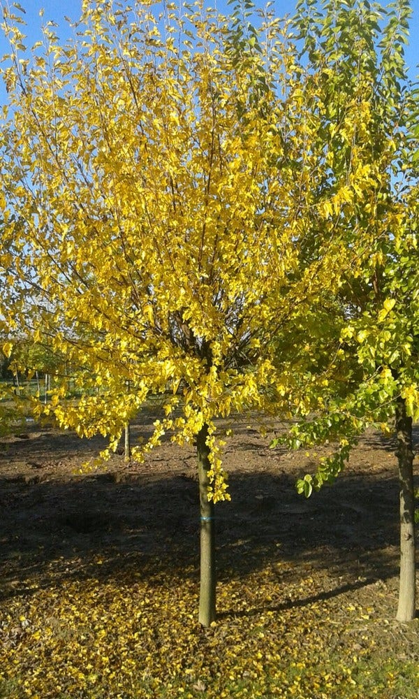  Zwarte Moerbei Als Boom (Morus Nigra)