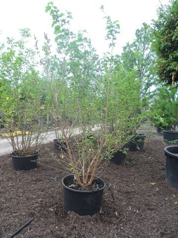  Zwarte Moerbei Als Boom (Morus Nigra)