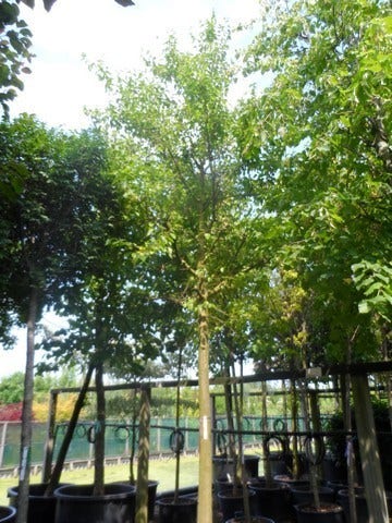  Zwarte Moerbei Als Boom (Morus Nigra)