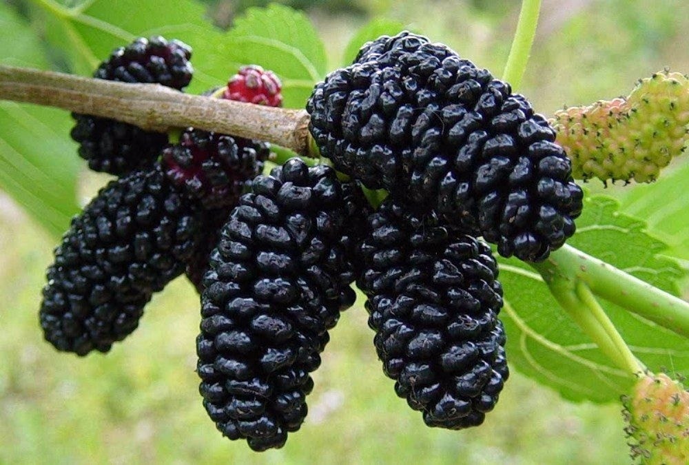 Zwarte Moerbei Als Struik (Morus Nigra) 