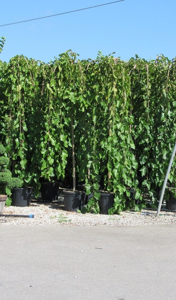  Moerbei Als Treurboom (Morus Alba 'Pendula')