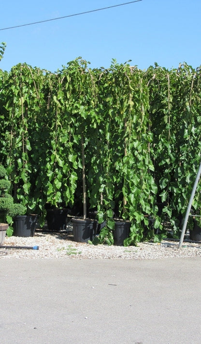  Moerbei Als Treurboom (Morus Alba 'Pendula')