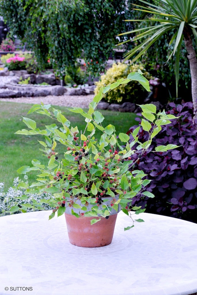  Dwergmoerbei (Morus Rotundiloba 'Mojo Berry')